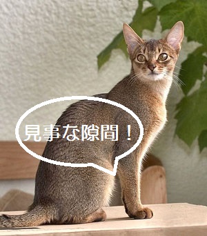 でぶ猫はかわいいけれどu2026先が怖い？その①: にゃんわん いんふぉ